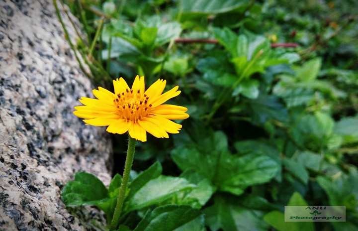 little sunflower