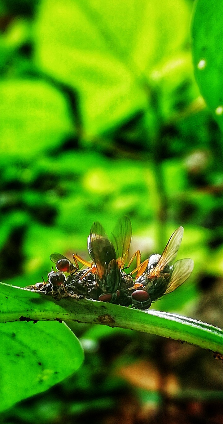 flies