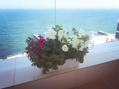 tapety House, plant