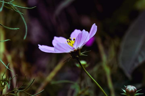 Beautiful flower