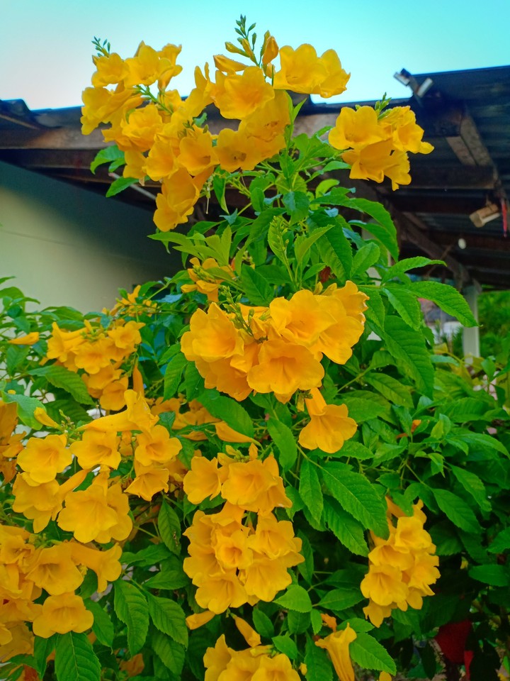 yellow flower