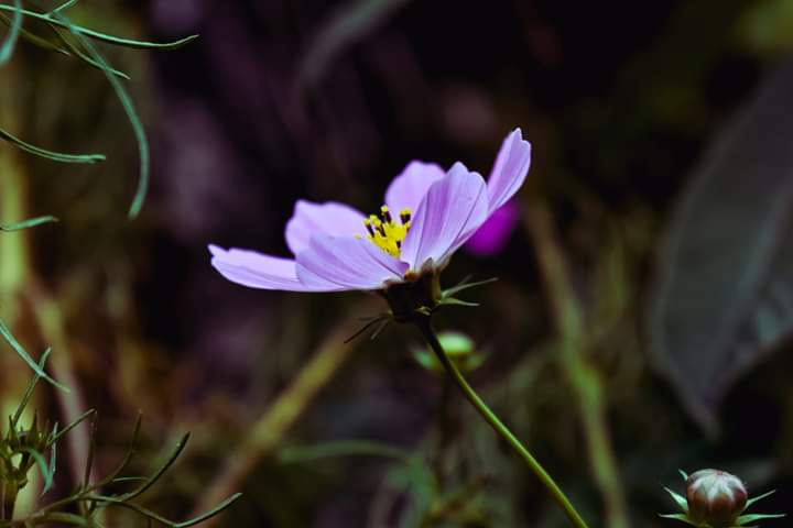 Beautiful flower