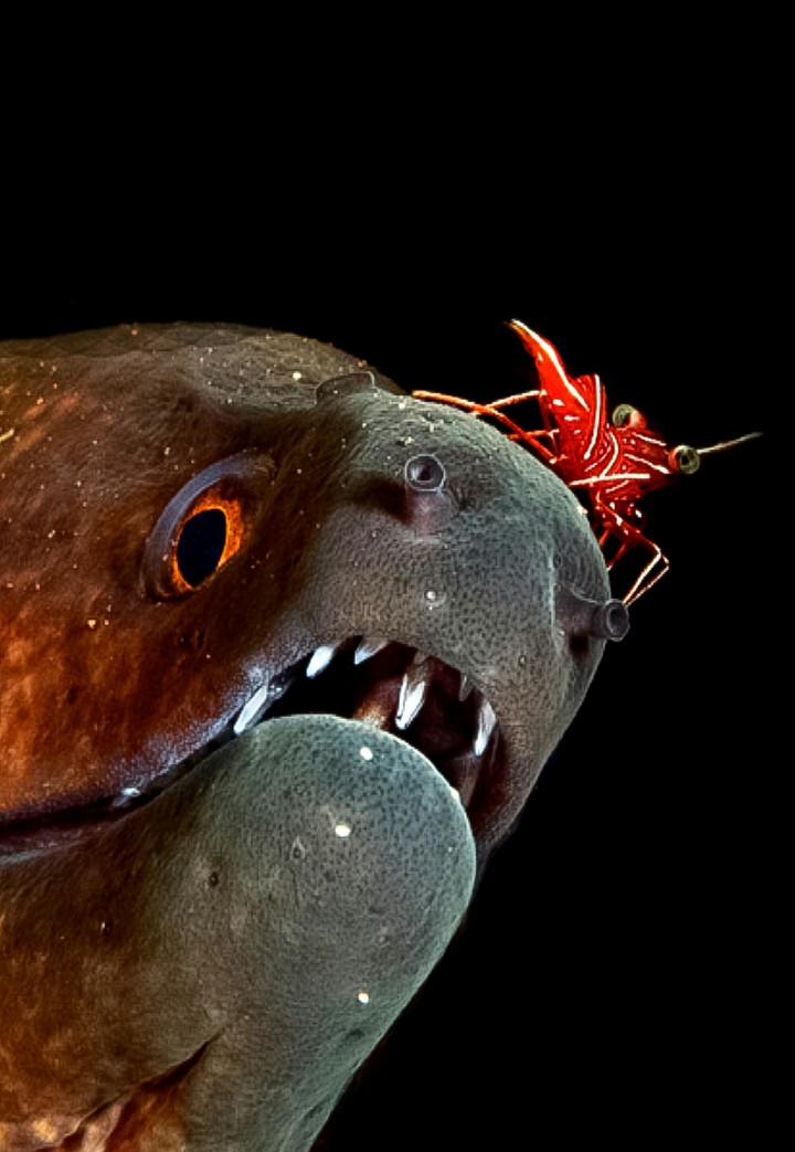 A Hingebeaks Shrimp on A Marbled Moray EEL