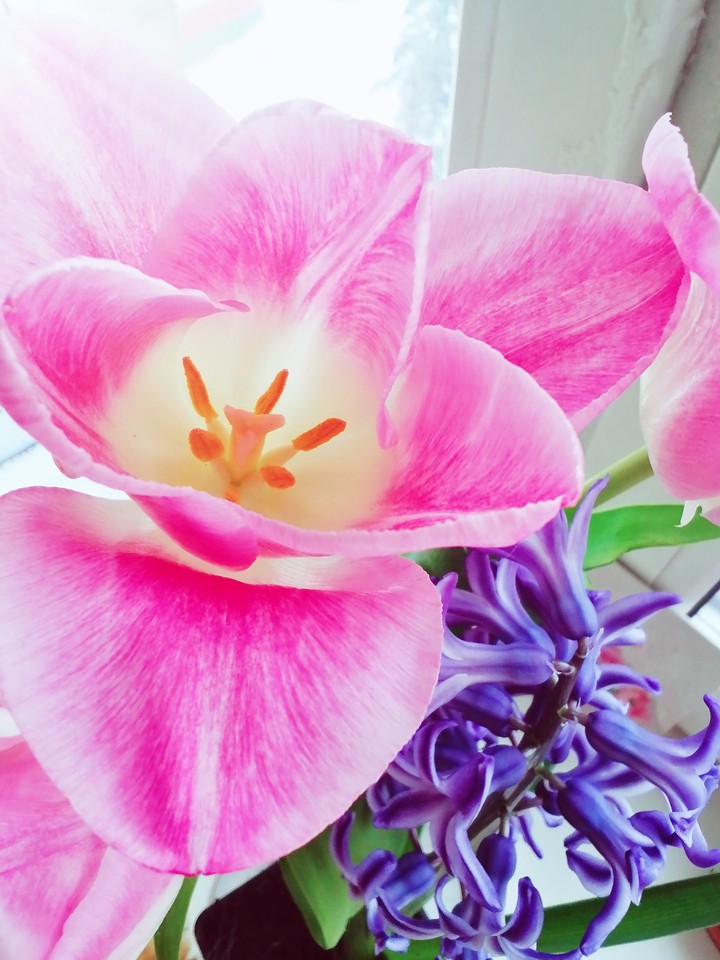 spring flowers