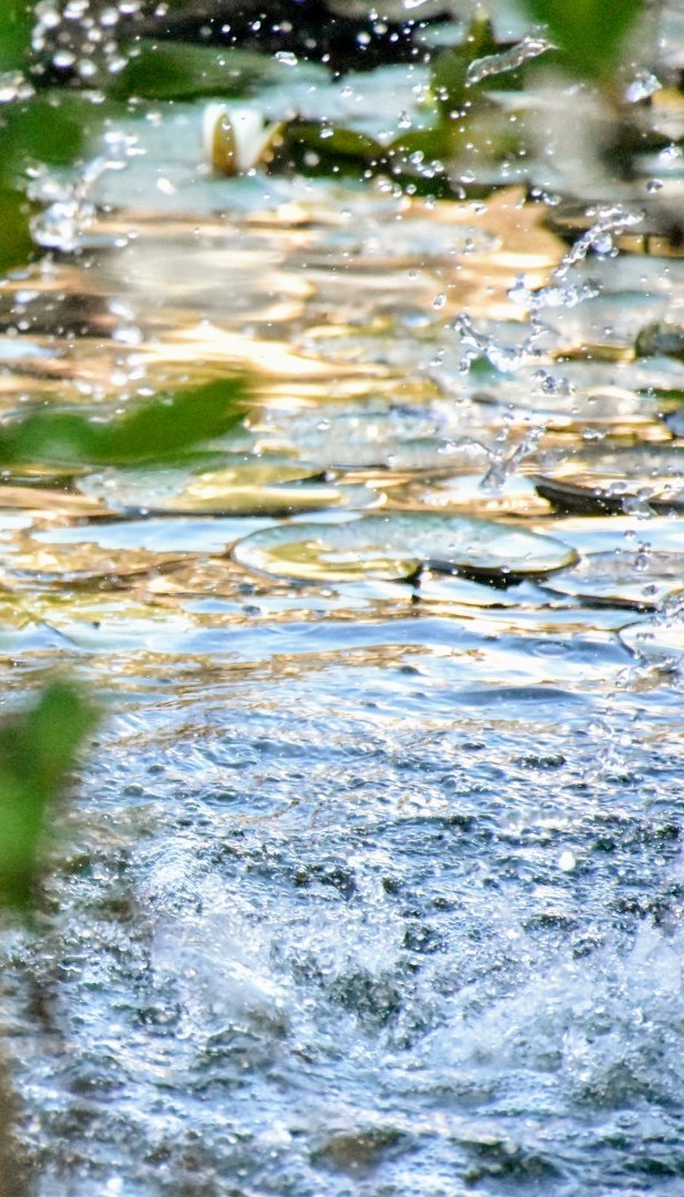 Water