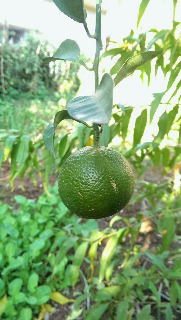 meyve mandalina turkey