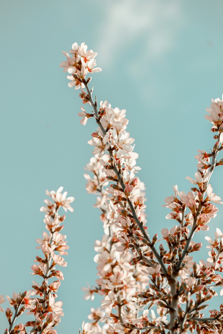 flower..