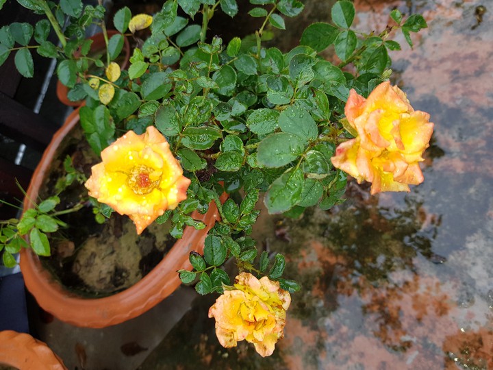Rose