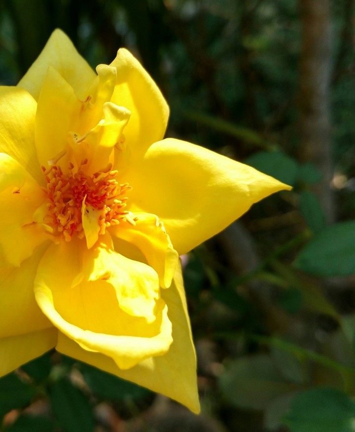 rose