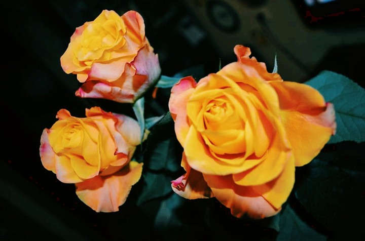 Rose
