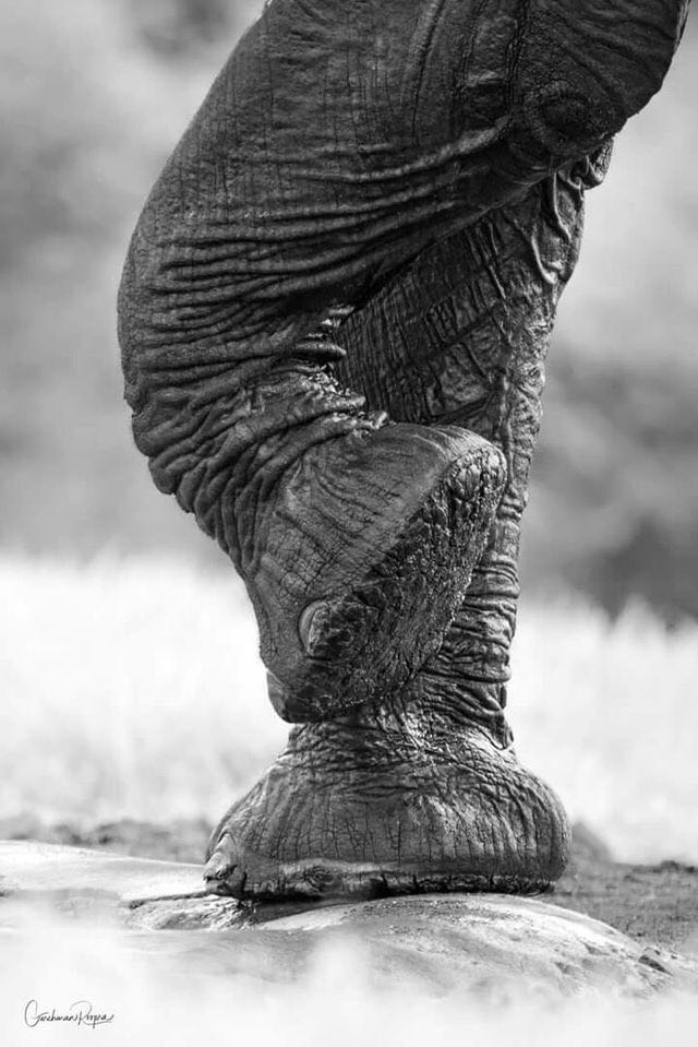 elephant's leg