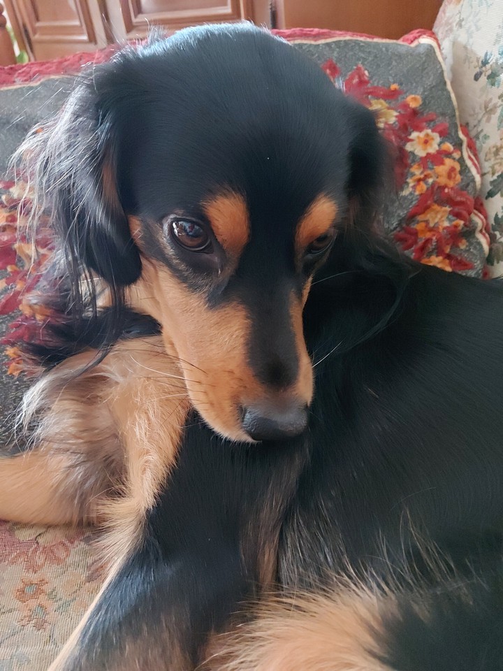 dog