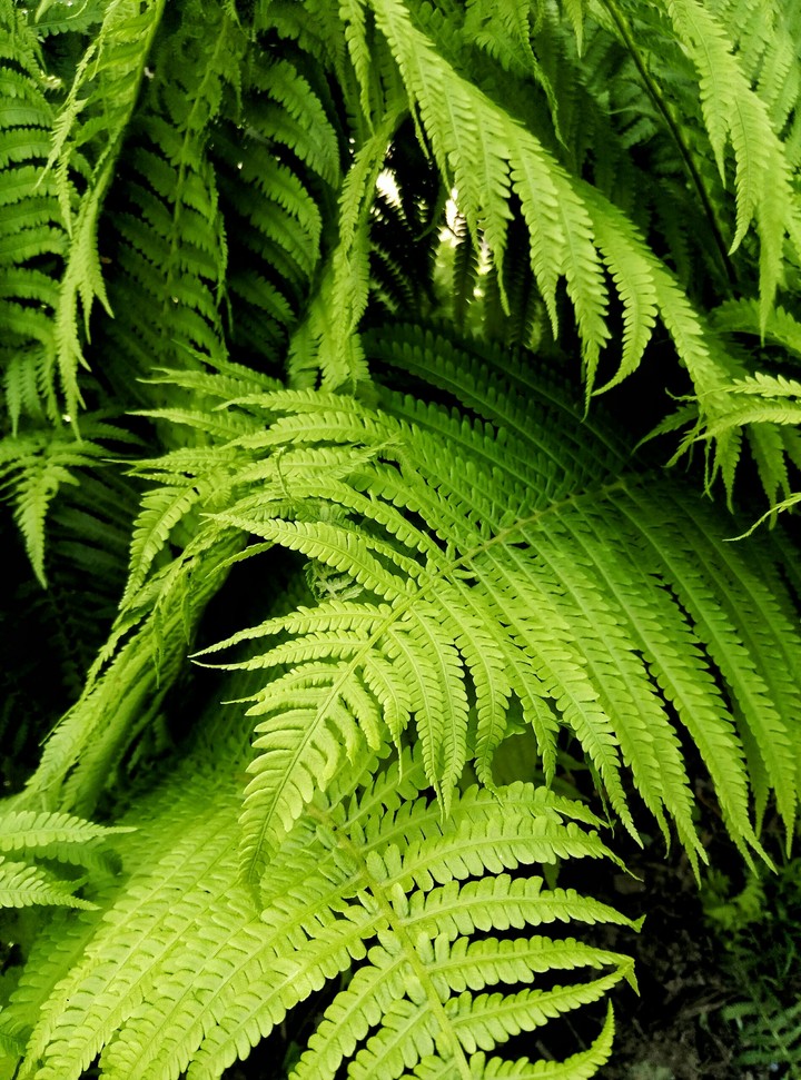 fern
