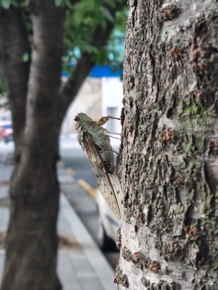 한여름