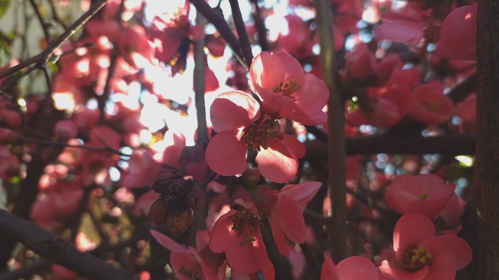Spring