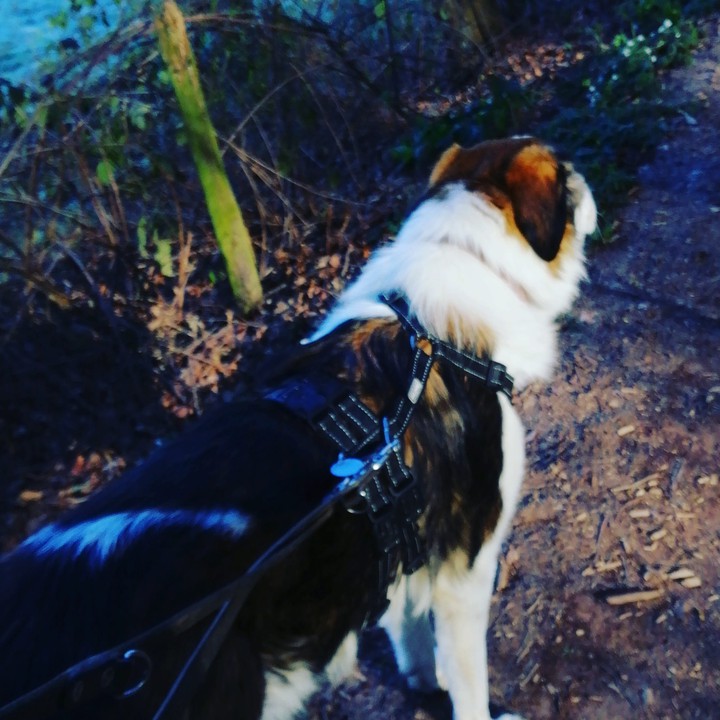 Spaziergang
