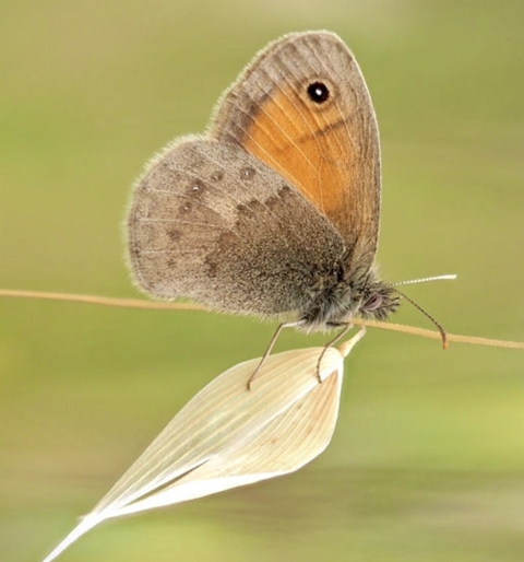 lepidoptera, wing háttérképek