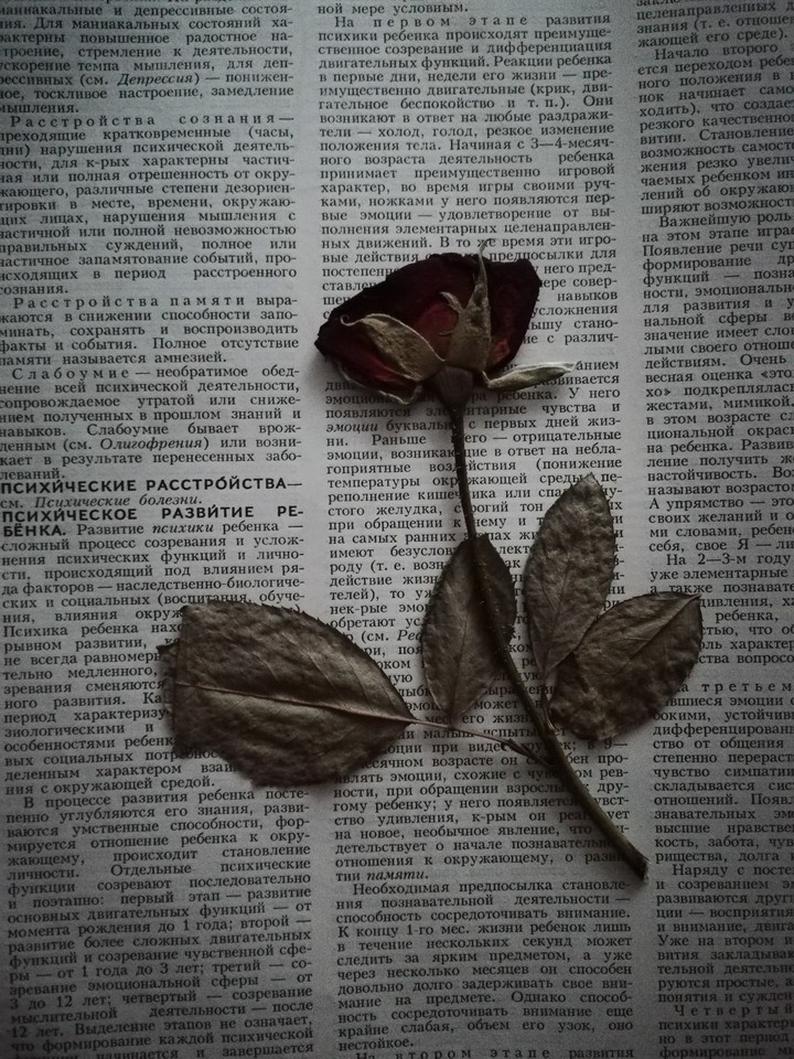 little rose on a book