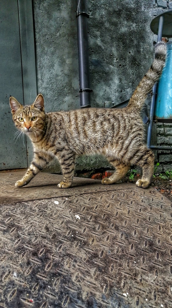 cat