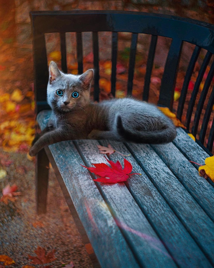 ✴