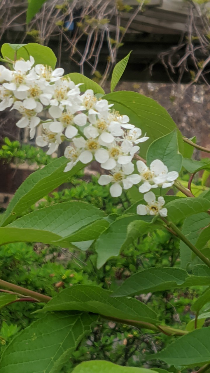 spring