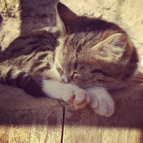 Kitty
