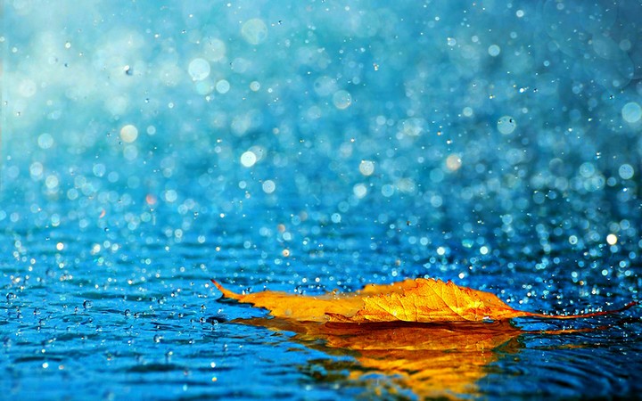 leaf
