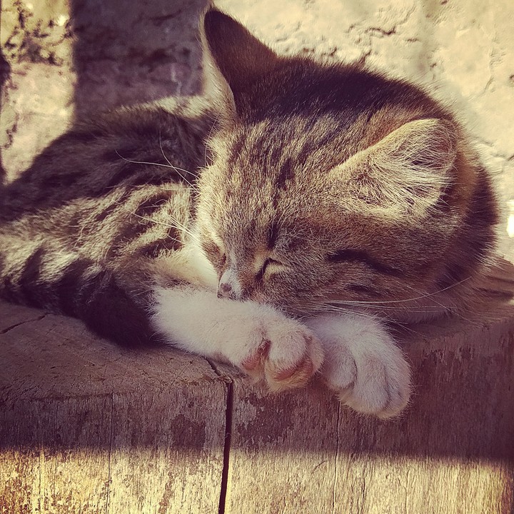 Kitty
