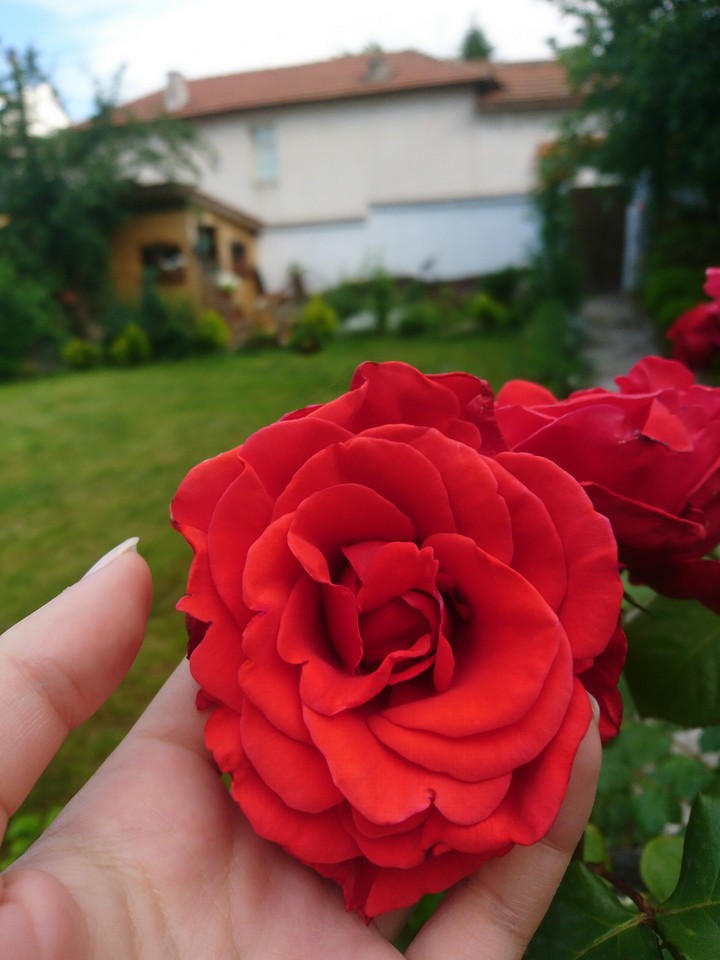 flowers rose