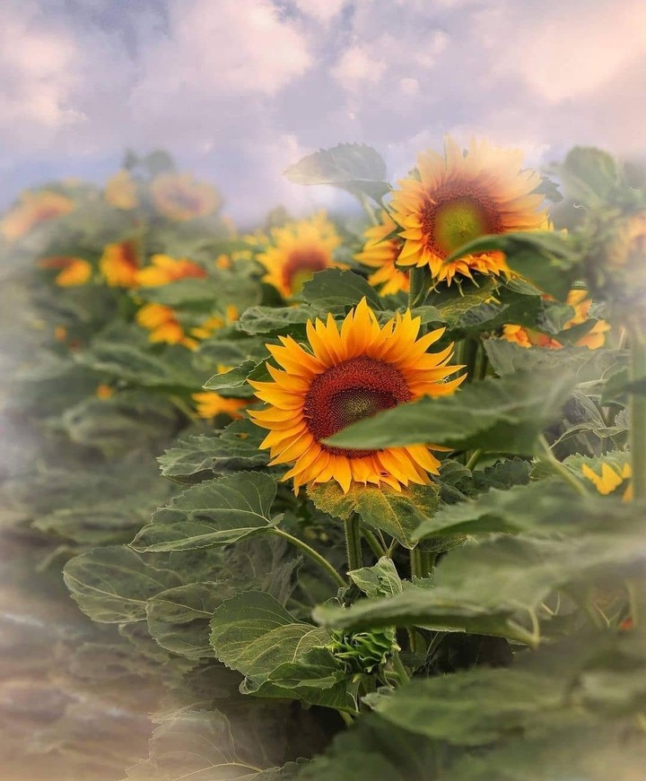 sunflowers...