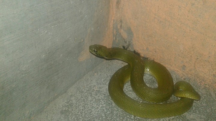 nice green