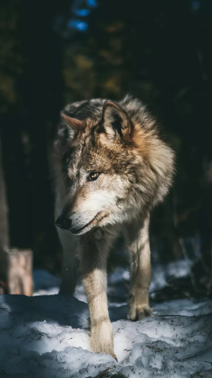 Wolf