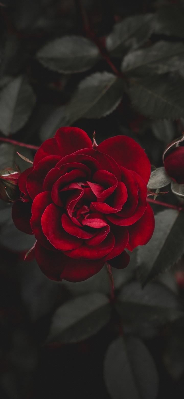 A cute red flower