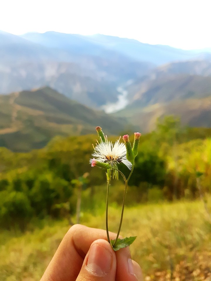 Flower