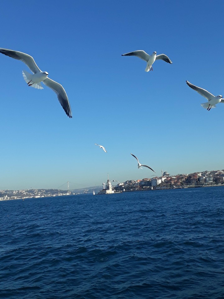 Kız kulesi+ Martılar
