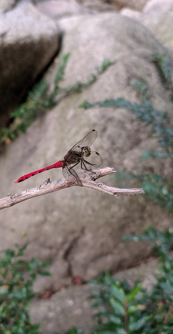 dragonfly
