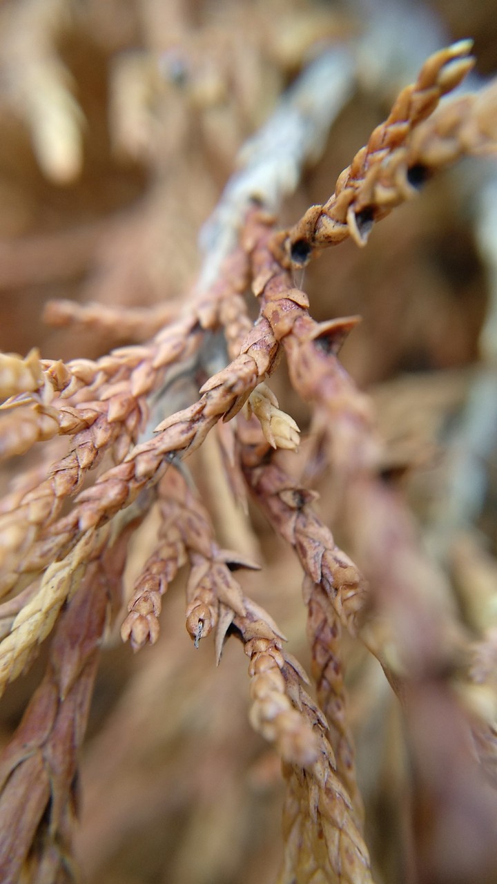 épine pin morte