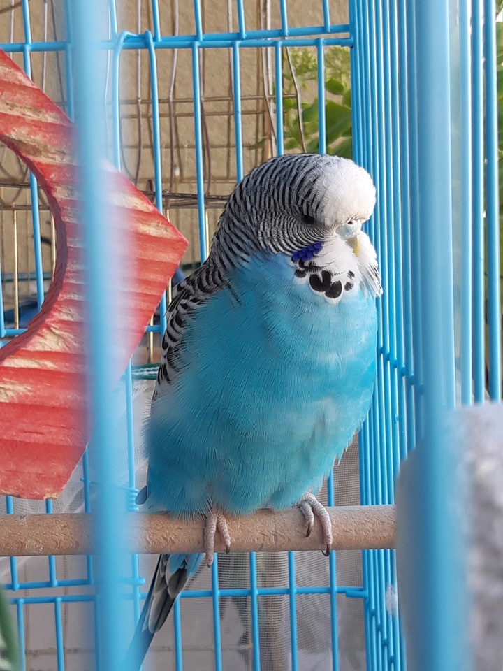budgie blue sweet miki