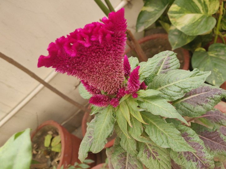 Cockscomb