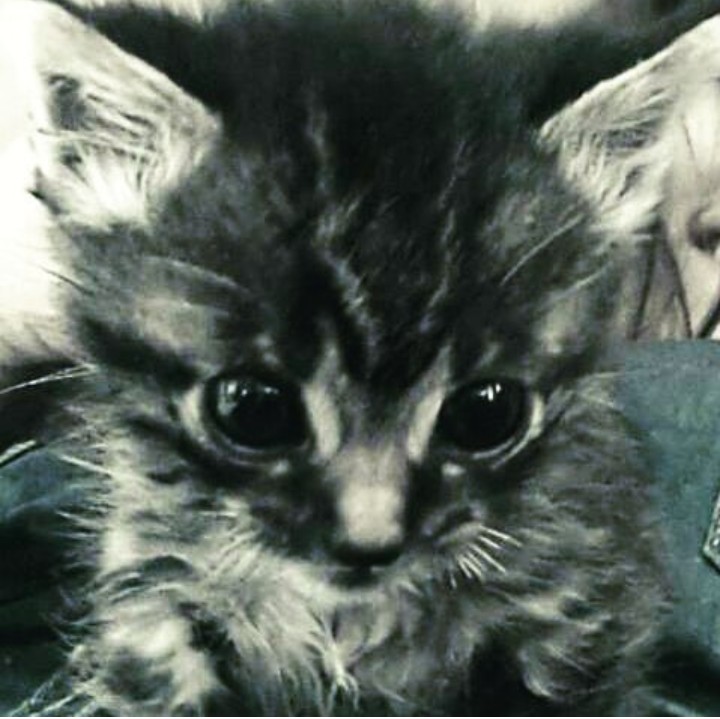 Cute Cat