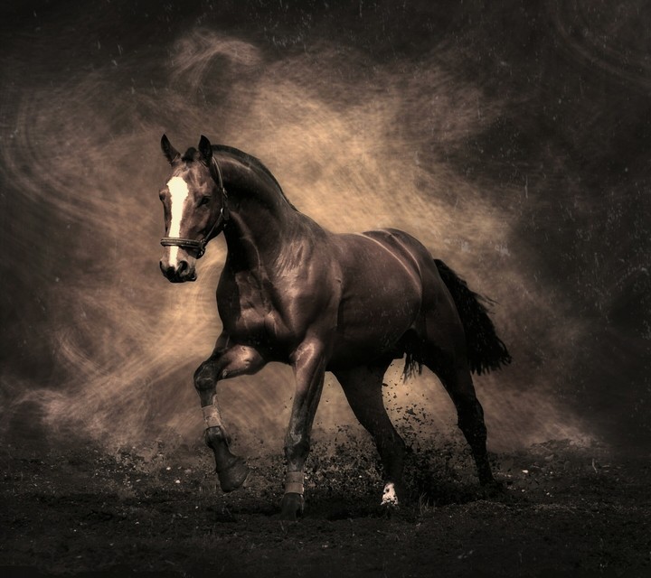 horse
