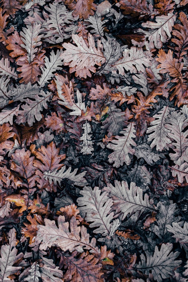 Leaves