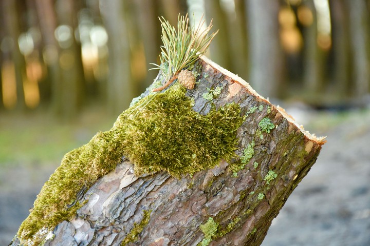 tree