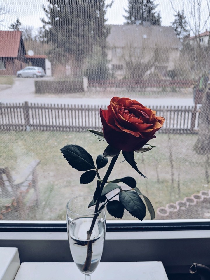 Lonely Rose