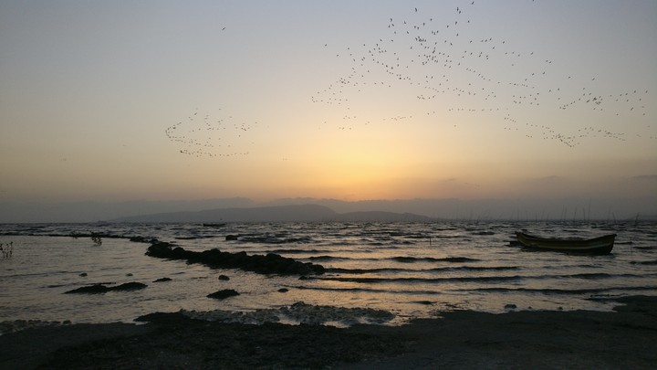 Murmuring birds