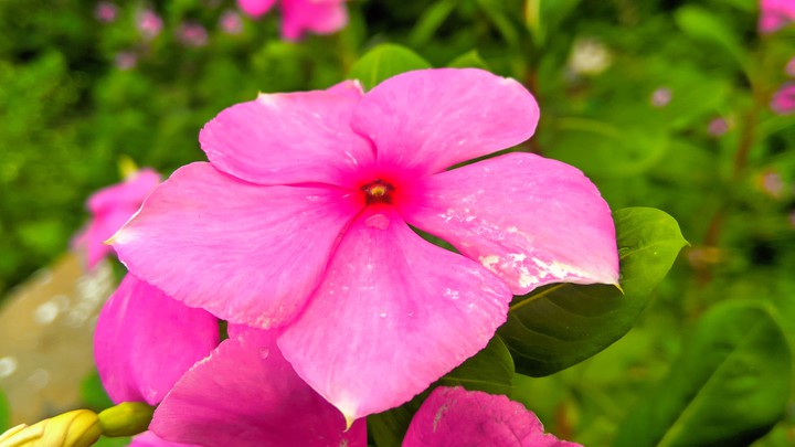 Flower