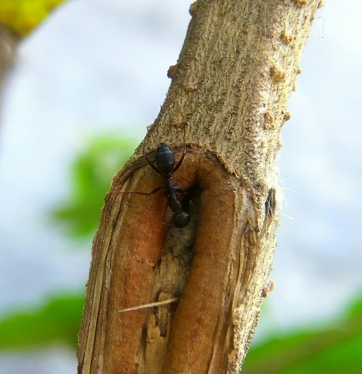 ant house