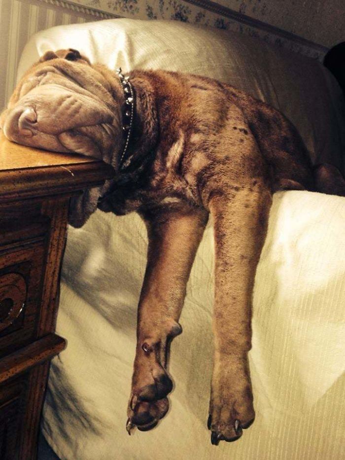 ohhh dog