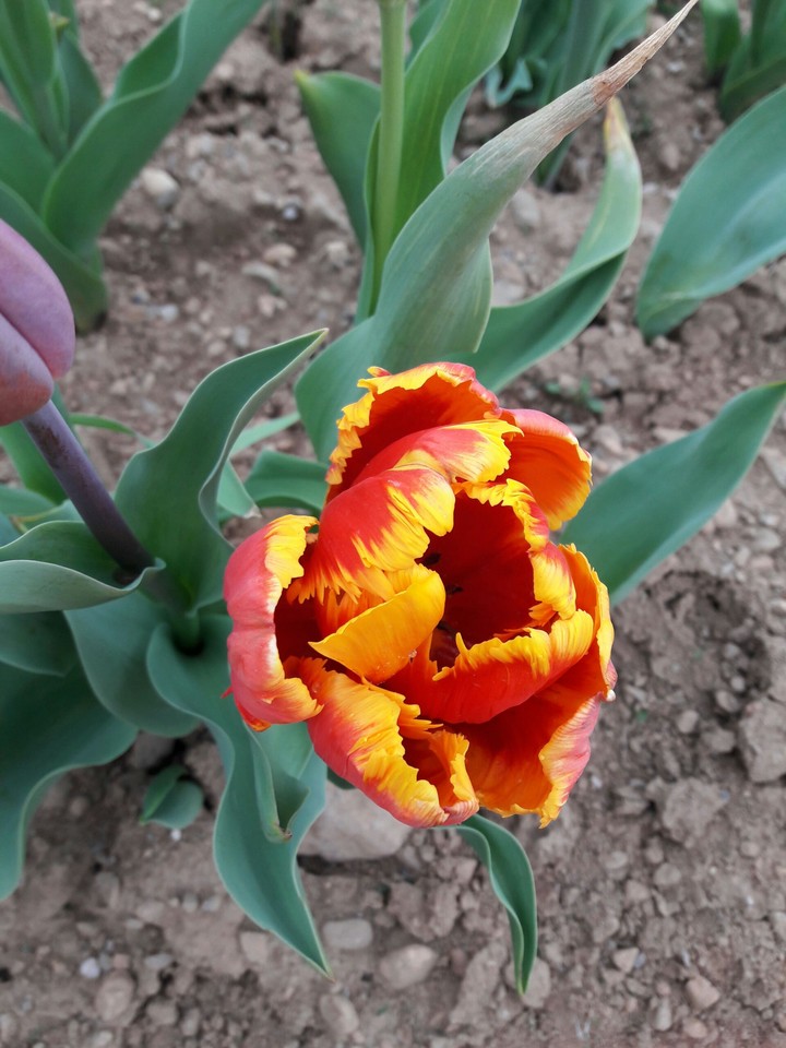 tulipano