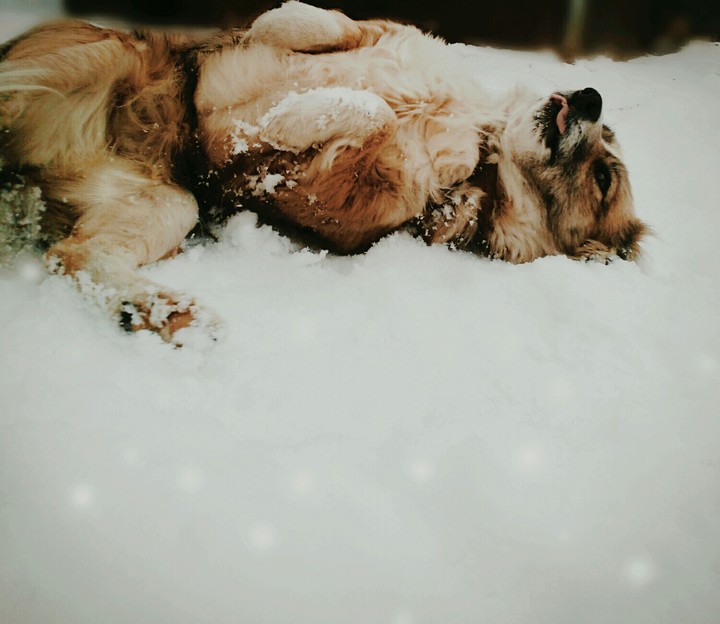 dog
